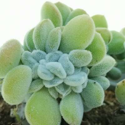 Echeveria pulvinata 'Frosty' f. crestata - Giromagi