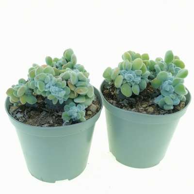 Echeveria pulvinata 'Frosty' f. crestata - Giromagi