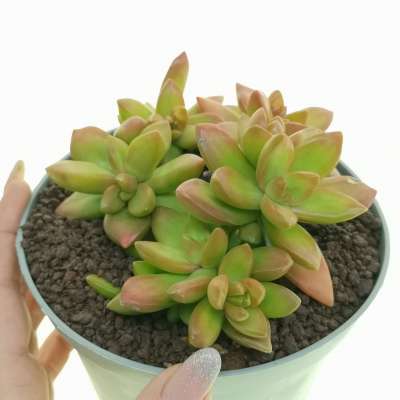 Sedum nussbaumerianum