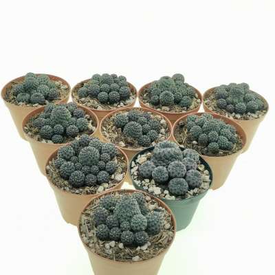 Sulcorebutia rauschii 10 pcs