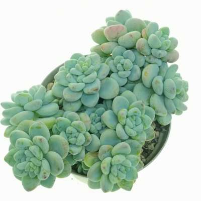 Sedum clavatum - Giromagi