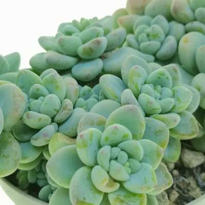 Sedum clavatum - Giromagi