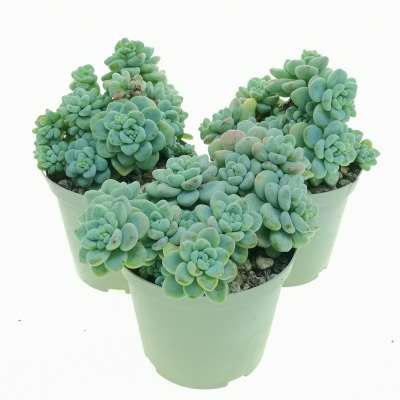 Sedum clavatum - Giromagi