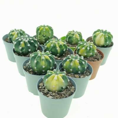 Echinopsis subdenudata f. Variegata 10 pcs - Giromagi