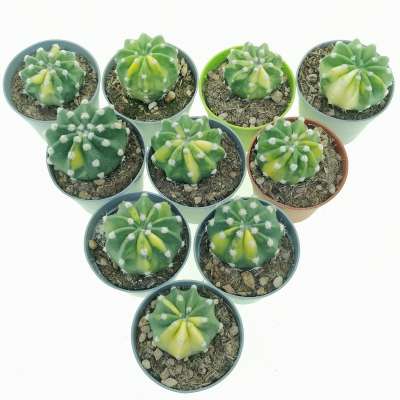 Echinopsis subdenudata f. Variegata 10 pcs - Giromagi