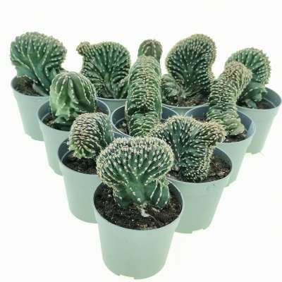 Marginatocereus marginatus f. crestata 10 pcs. - Giromagi