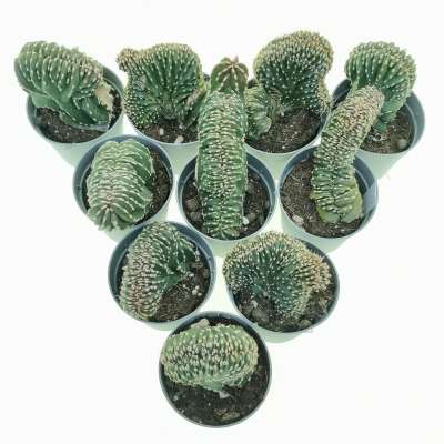 Marginatocereus marginatus f. crestata 10 pcs. - Giromagi