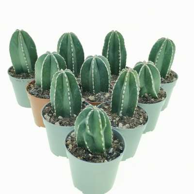 Marginatocereus marginatus 10 pcs - Giromagi