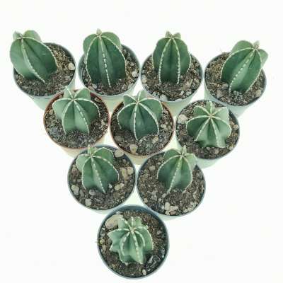 Marginatocereus marginatus 10 pcs - Giromagi