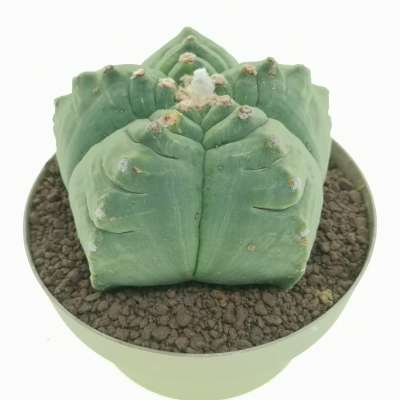 Astrophytum myriostigma cv. Kikko nudum - Giromagi