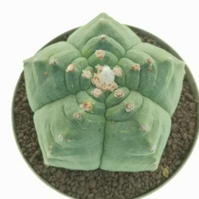 Astrophytum myriostigma cv. Kikko nudum - Giromagi