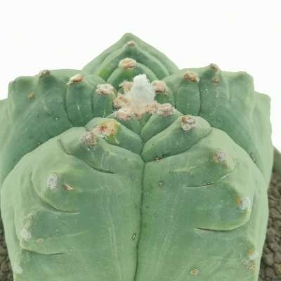 Astrophytum myriostigma cv. Kikko nudum - Giromagi