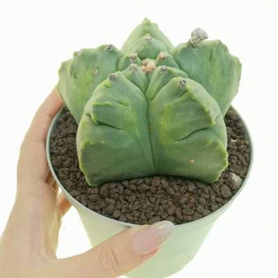 Astrophytum myriostigma cv. Fukuryu Kikko