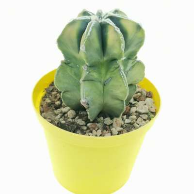 Astrophytum myriostigma cv. haku-Jo multicostatum f. variegata - Giromagi