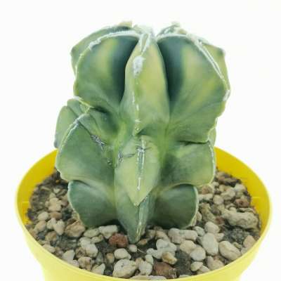Astrophytum myriostigma cv. haku-Jo multicostatum f. variegata - Giromagi