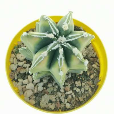 Astrophytum myriostigma cv. haku-Jo multicostatum f. variegata - Giromagi