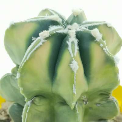 Astrophytum myriostigma cv. haku-Jo multicostatum f. variegata - Giromagi