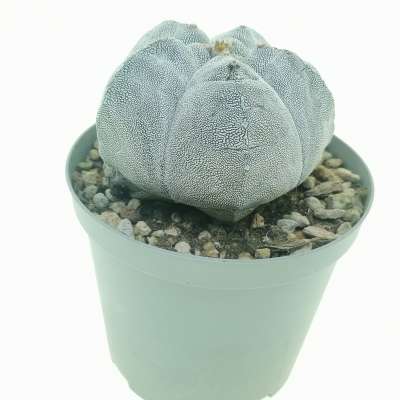 Astrophytum myriostigma cv. Onzuka Kikko - Giromagi