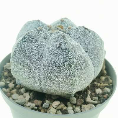 Astrophytum myriostigma cv. Onzuka Kikko - Giromagi