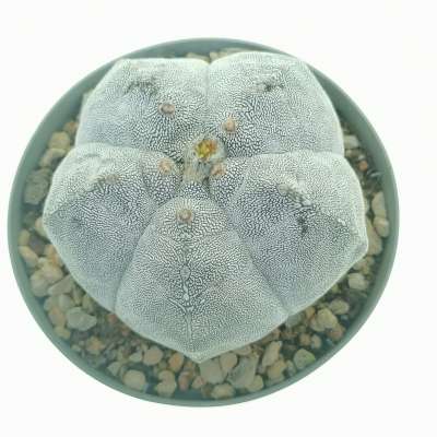 Astrophytum myriostigma cv. Onzuka Kikko - Giromagi