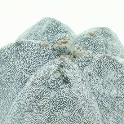 Astrophytum myriostigma cv. Onzuka Kikko - Giromagi