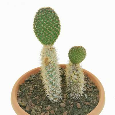 Opuntia pycnantha - Giromagi