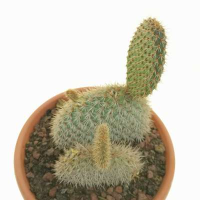 Opuntia pycnantha - Giromagi