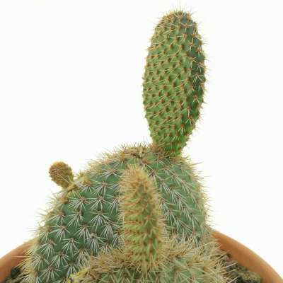 Opuntia pycnantha - Giromagi