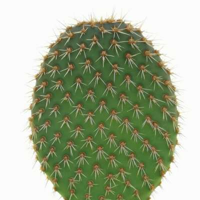 Opuntia pycnantha - Giromagi