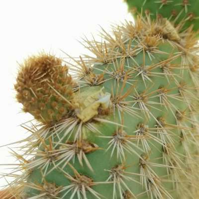 Opuntia pycnantha - Giromagi