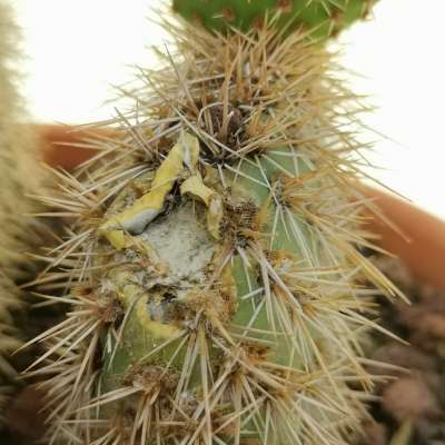 Opuntia pycnantha - Giromagi