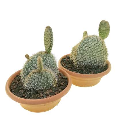 Opuntia pycnantha - Giromagi