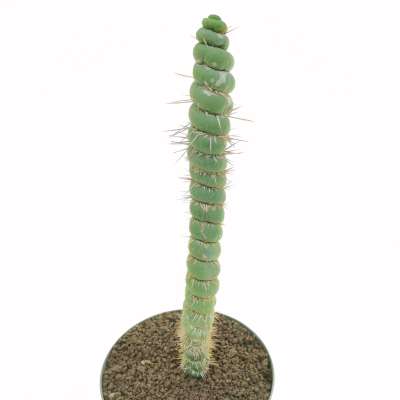 Eulychnia castanea cv. varispiralis disc shaped form - Giromagi