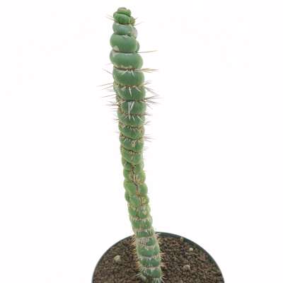Eulychnia castanea cv. varispiralis disc shaped form - Giromagi