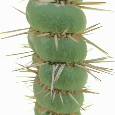 Eulychnia castanea cv. varispiralis disc shaped form - Giromagi