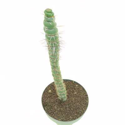 Eulychnia castanea cv. varispiralis disc shaped form - Giromagi