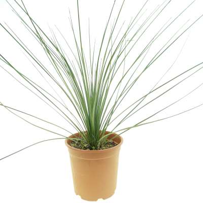 Dasylirion longissimum