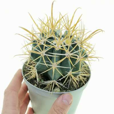 Ferocactus chrysacanthus