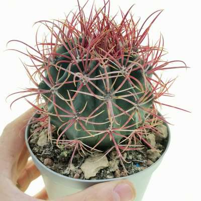 Ferocactus gracilis hybrid