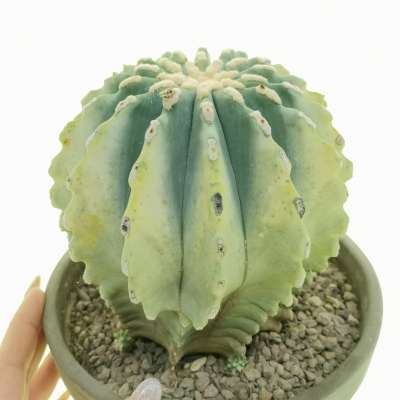 Ferocactus glaucescens f. inermis variegata