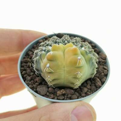 Gymnocalycium quehlianum f. variegata