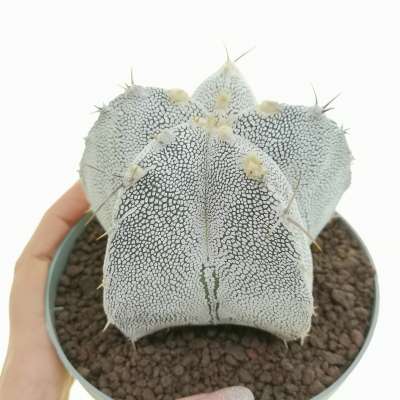 Astrophytum hybrid ONZ-OR (A. myriostigma cv. Onzuka x A. ornatum)