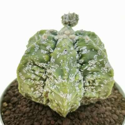 Astrophytum myriostigma cv. Hanakago Hakuun - Giromagi