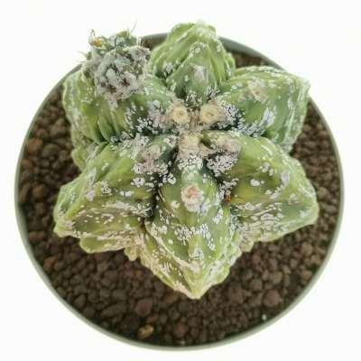 Astrophytum myriostigma cv. Hanakago Hakuun - Giromagi
