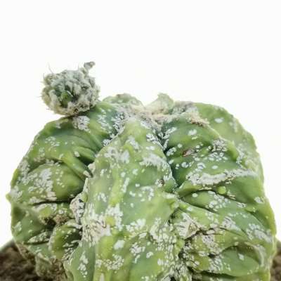 Astrophytum myriostigma cv. Hanakago Hakuun - Giromagi