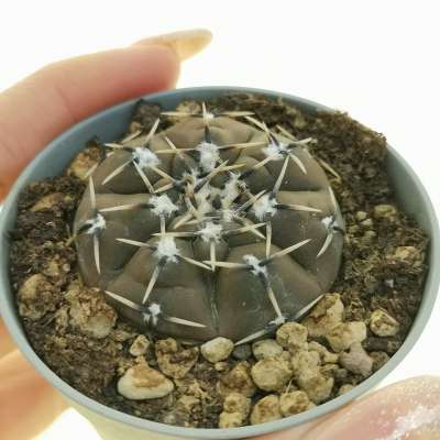 Gymnocalycium stellatum subs. occultum