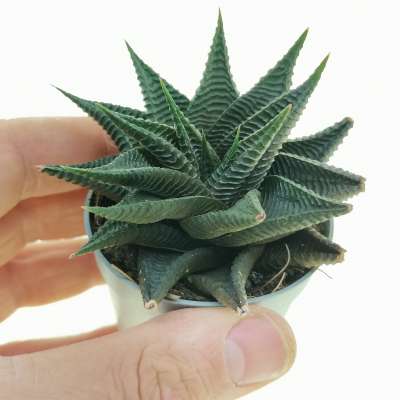 Haworthia limifolia f. spiralis