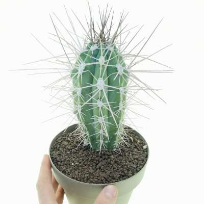 Stetsonia coryne