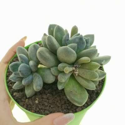 Pachyveria 'Blue mist'