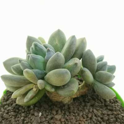 Pachyveria 'Blue mist' - Giromagi